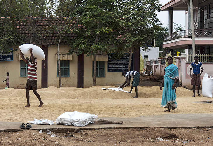 Bagging Rice 9-Thekkady